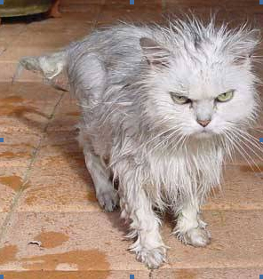 The cat lloks rather bedraggled at Amber House Bed and Breakfast in the Nelson-Tasman region of the South 
Island of New Zealand