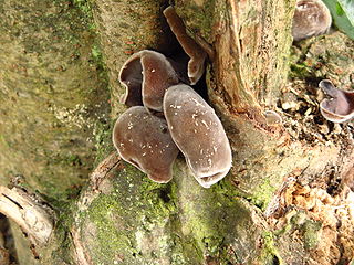 Auricularia polytricha fungus growing on fallen logs near Nelson B&B