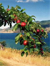 Apples ~N~ Wine B&B, British Columbia