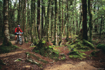 photo of Mountain Biking on forest trail in Nelson